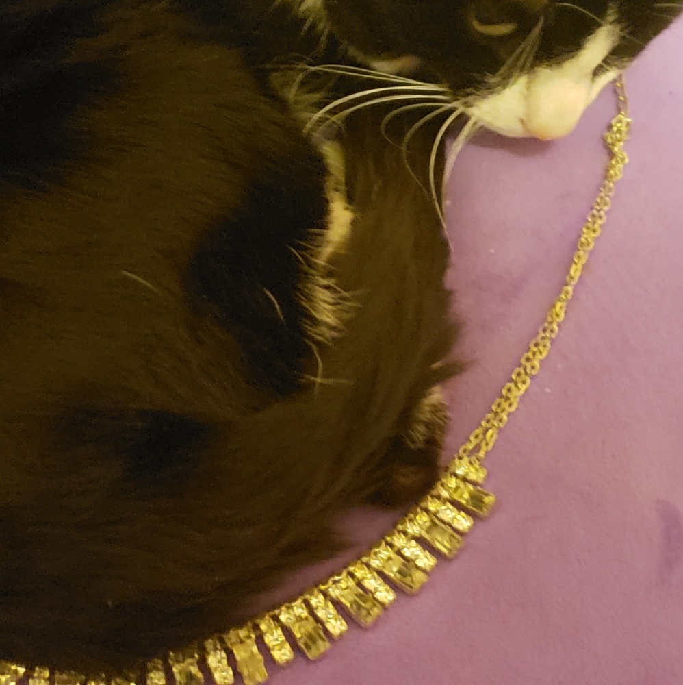 (cat not for sale) lol